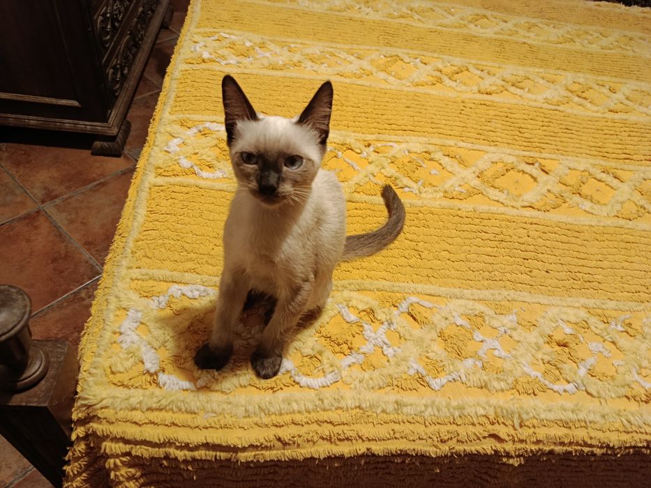 Gatinhos siamêses para adoção