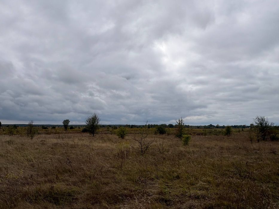 Продам 99 соток у селі Нижня Дубечня Вишгородського району