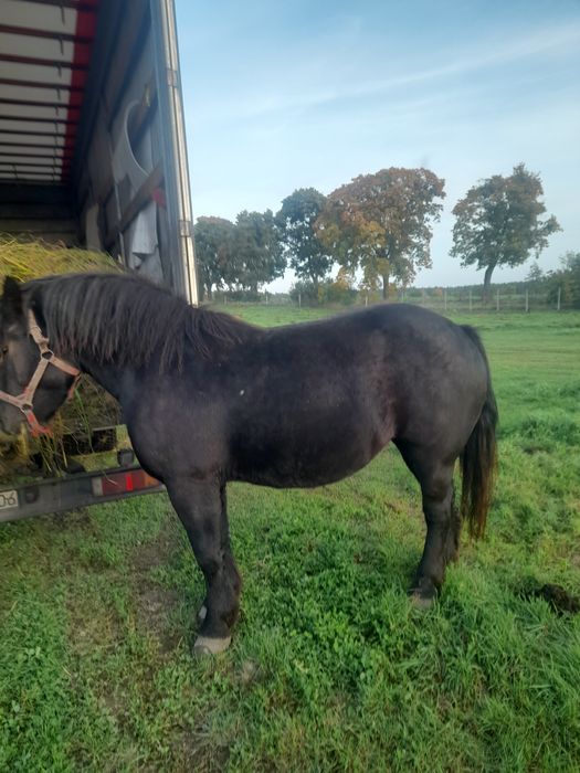 Sprzedam konie zimnokrwiste