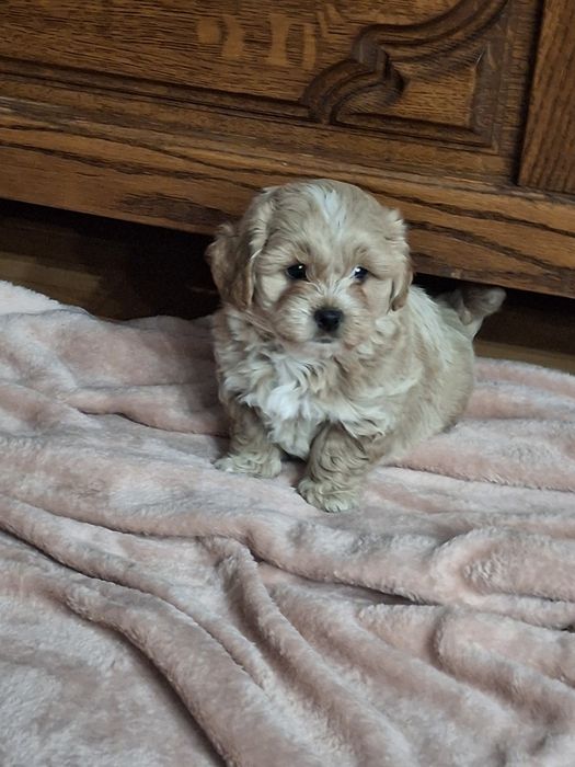 Shihpoo piesek cudaczek