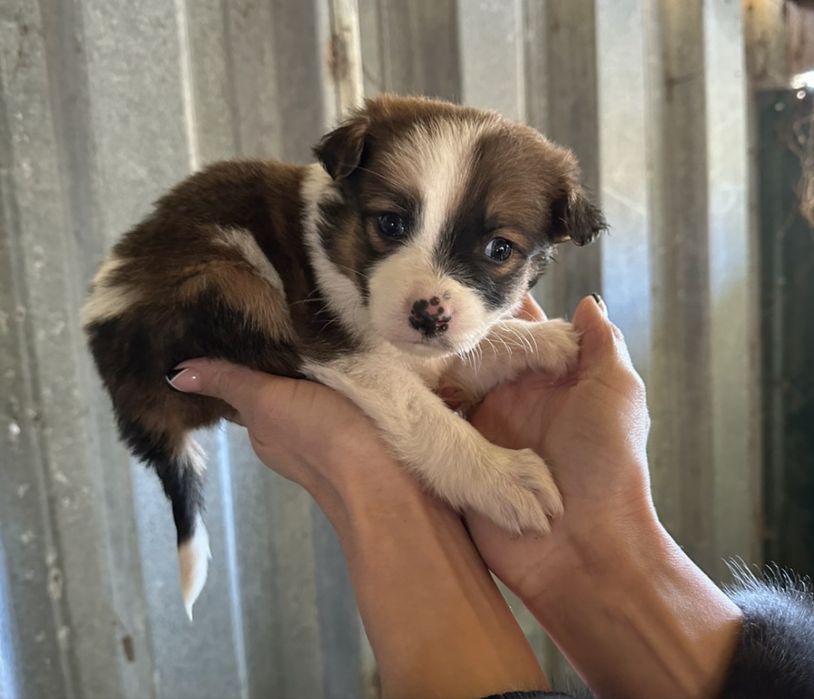 Безкоштовні собачки.