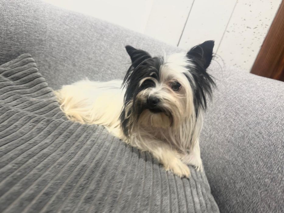 York biewer sunia mini