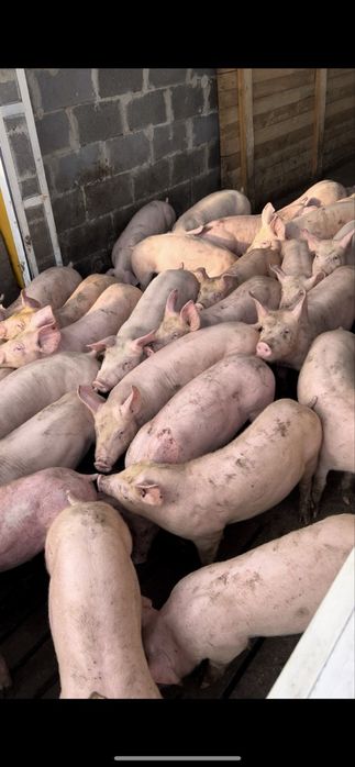 Продам поросята дюрок петрен