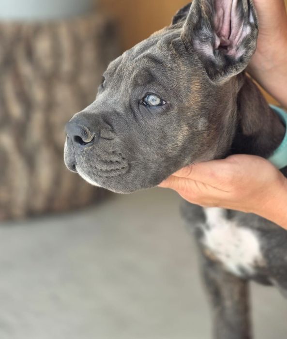 Suczka Cane Corso Italiano ZKwP/ FCI Wrocław- gotowa do odbioru