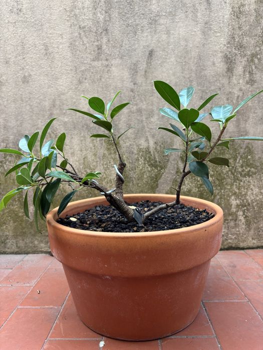 Pré-Bonsai de Ficus Microcarpa