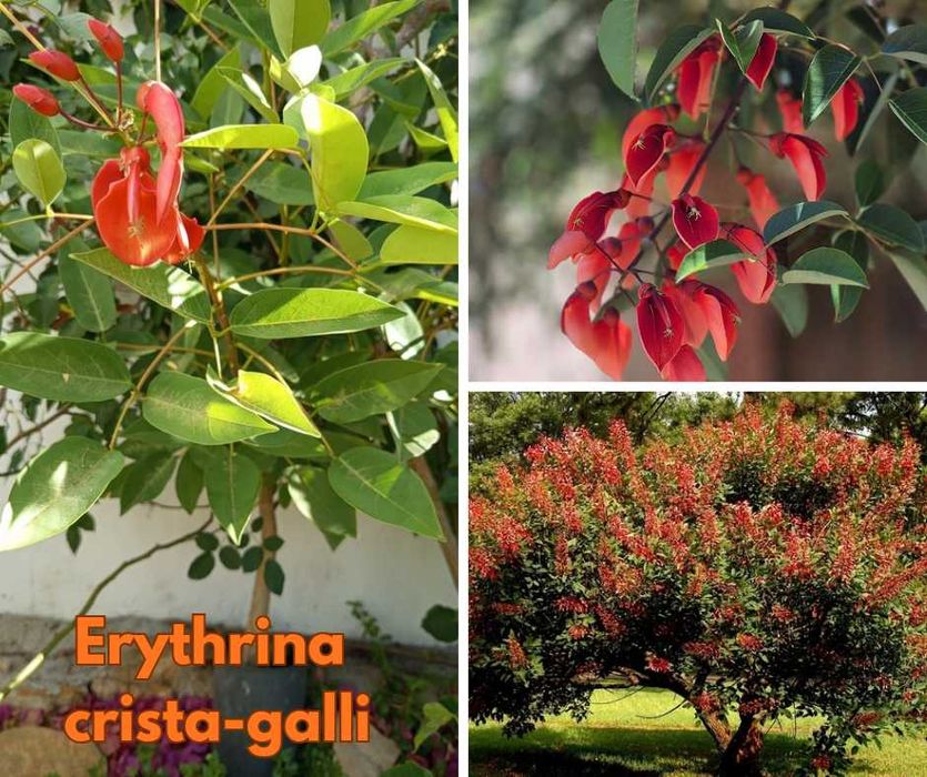 Erythrina crista-galli - arbusto de floração bonita