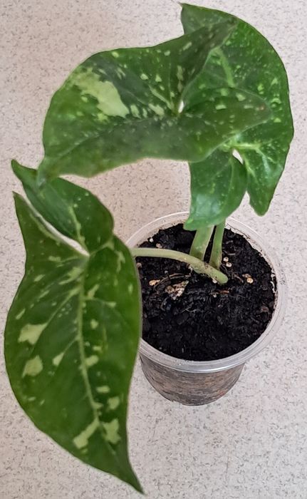 Набір яскравих рослин