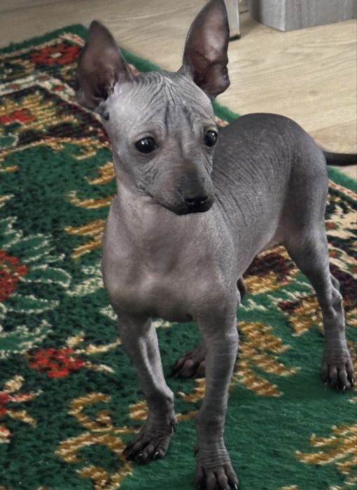 Ксолоитцкуинтли мини ( Мексиканская голая ) Ксоло