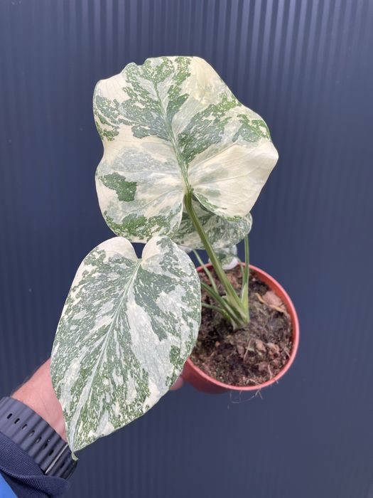 Monstera Crème Brûlée