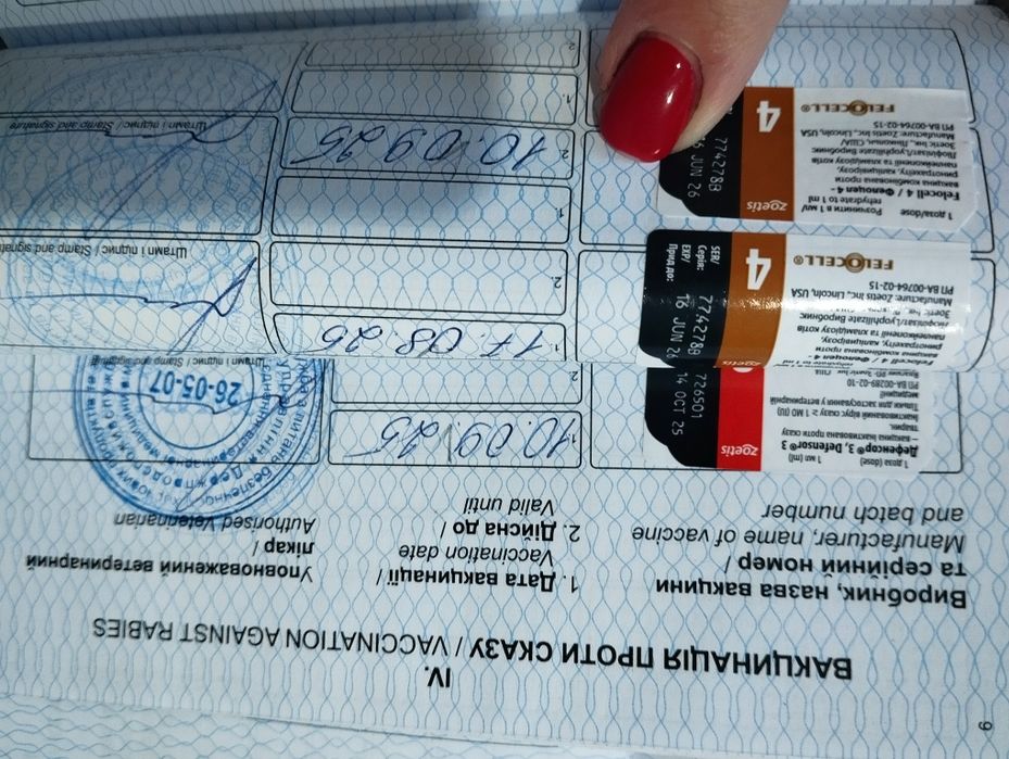 Золотий поінт хлопчик