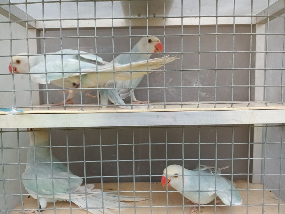 Aleksandretty obrożne 2025r 4szt niebieski turkus pallid