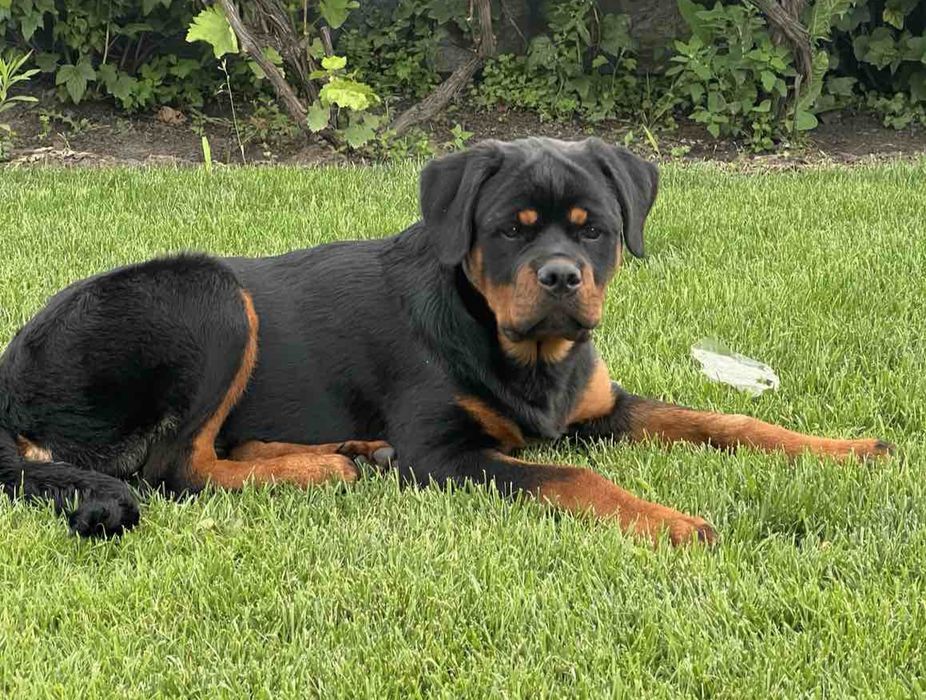 Цуценята ротвейлера шукають новий дім.