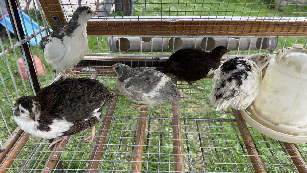 Przepiorki celadon, japońskie. Faraon broiler miesne