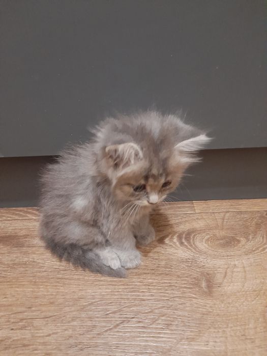 Кошенята безкоштовно