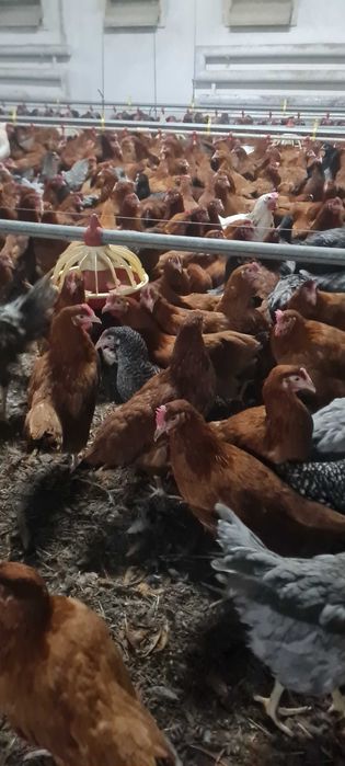 Kury Nioski Messa Leghorn Rossa prosto z hodowli ! Dowóz ! ZAPRASZAM !