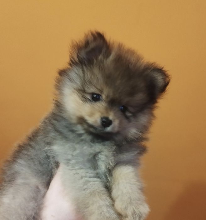Zkwp szpic miniaturowy pomeranian