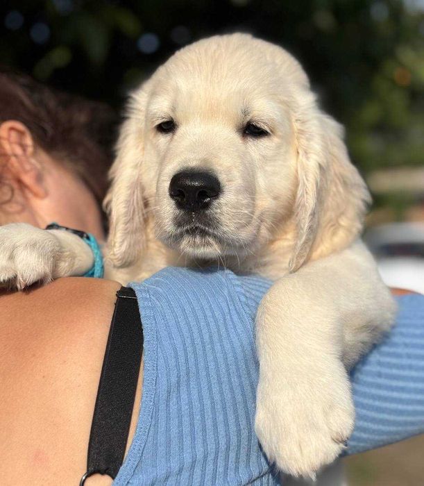 Цуценята голден ретрівера