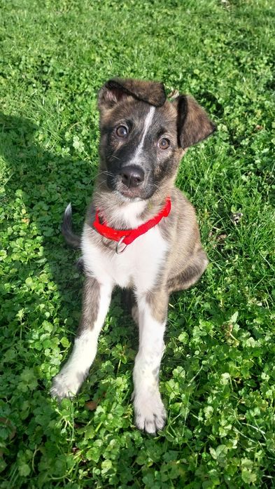 Cachorrinha para adoção