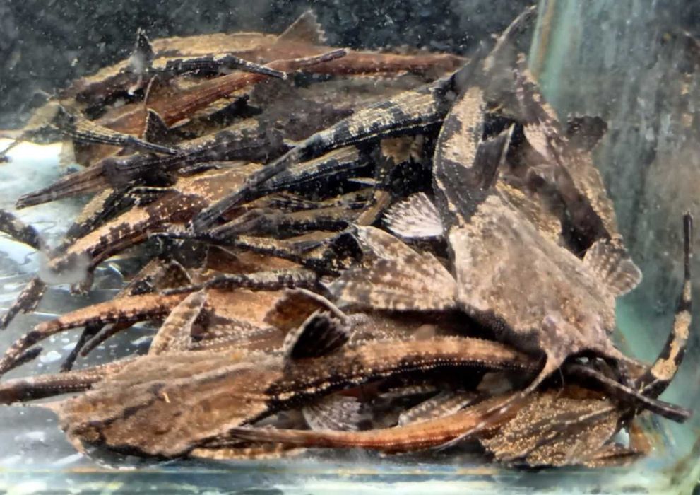 Сомы, сомики, цихлиды, экзотика рыбки для разных аквариумов Фото