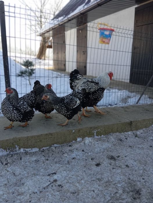 Віандот срібло інкубаційні яйця