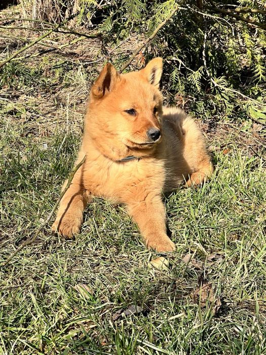 Карело-фінська лайка, цуценята