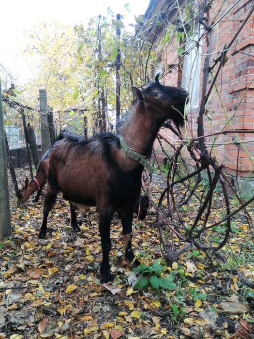 Альпійський козел случка