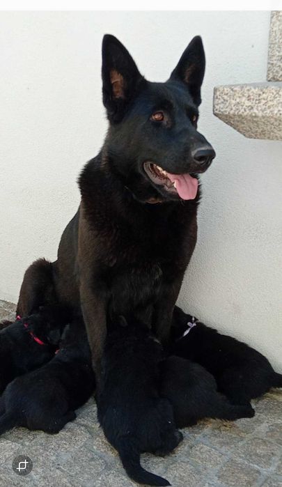 Cão  pastor alemão  linha trabalho checa