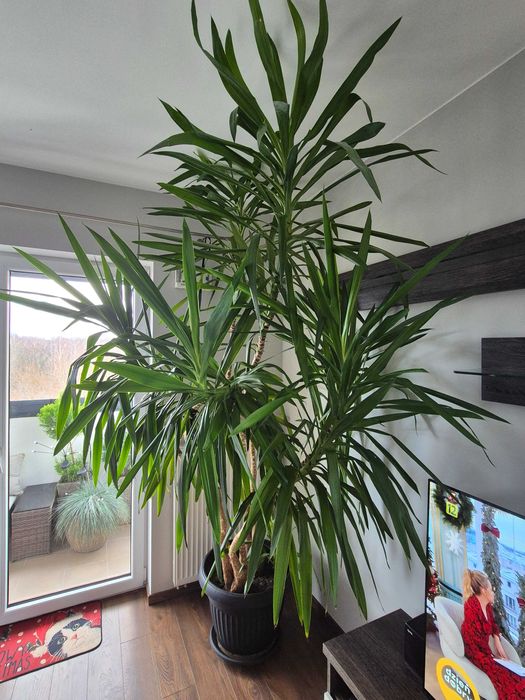 Juka, dorodna zdrowa palma Juka, Jukka, Yucca 2,7m, 6 pędów + 1 młody