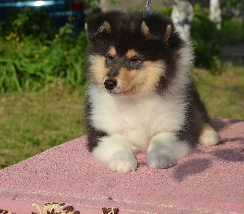 Неймовірні цуценята коллі