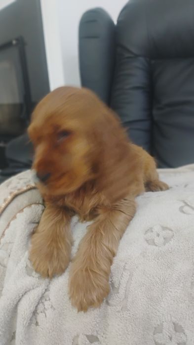 Sprzedam Cocker Spaniela