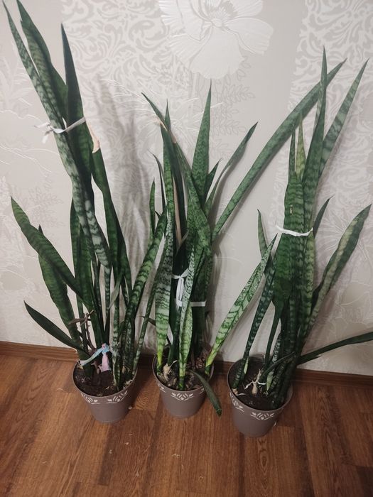 Продам сансевієрію висока
