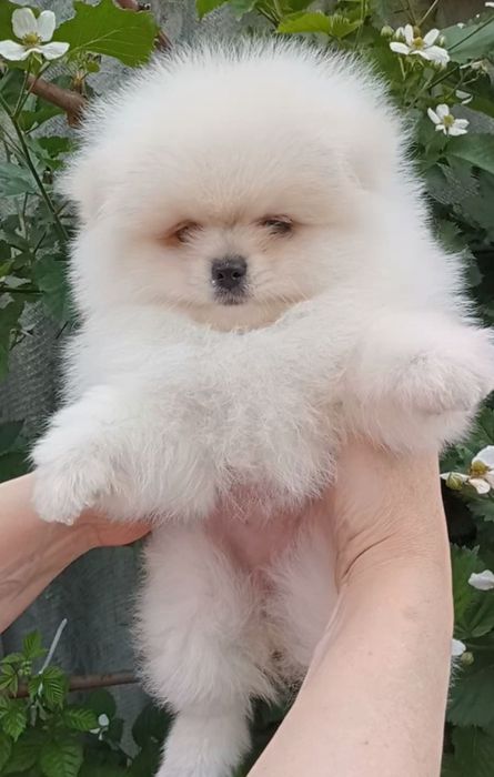 Дівчинка померанського шпіца