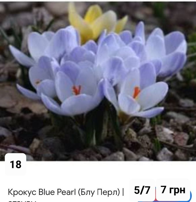 Крокуси великоквіткові і ботанічні Голандія