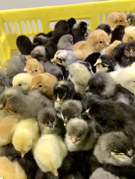 Sprzedaż kurcząt jednodniowych - pełen pakiet szczepień!