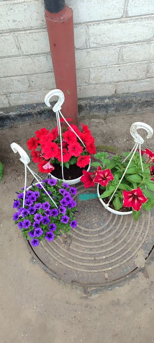 Продам цветы петуния