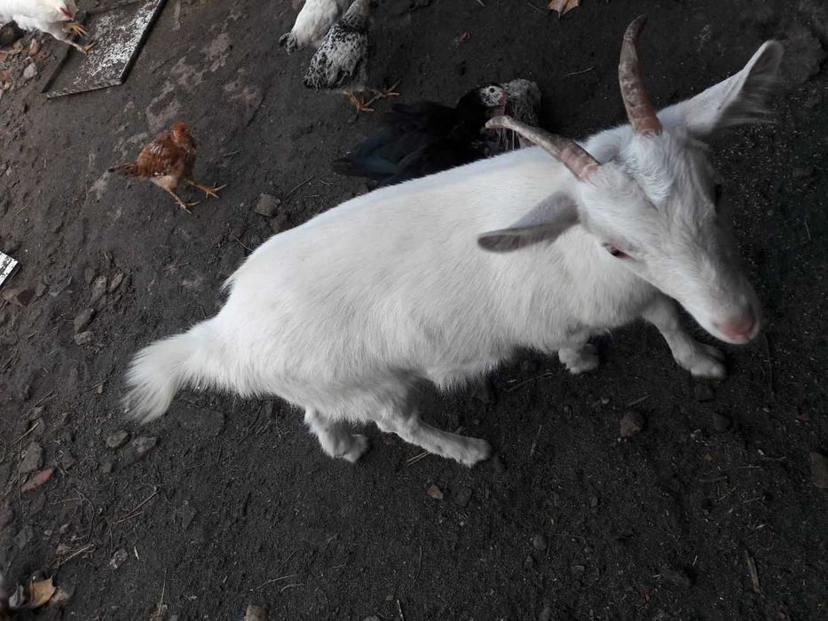 Коза, молода, не дойна