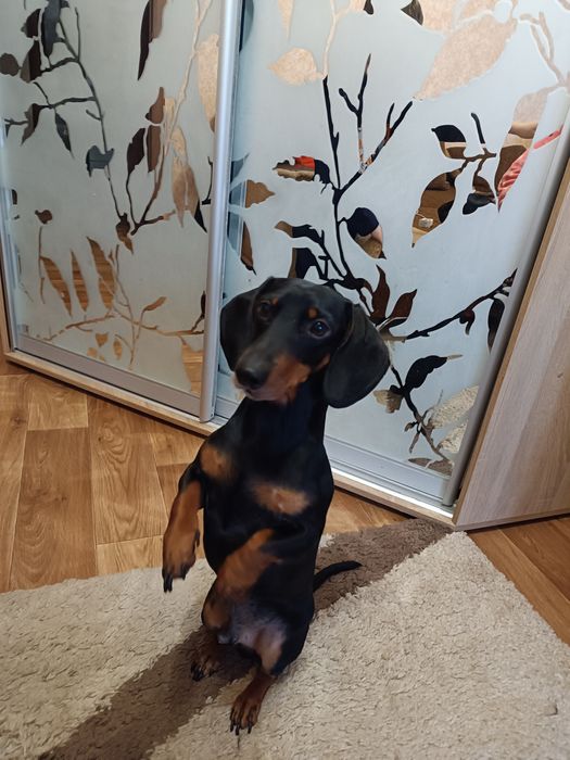 Оскар шукає наречену