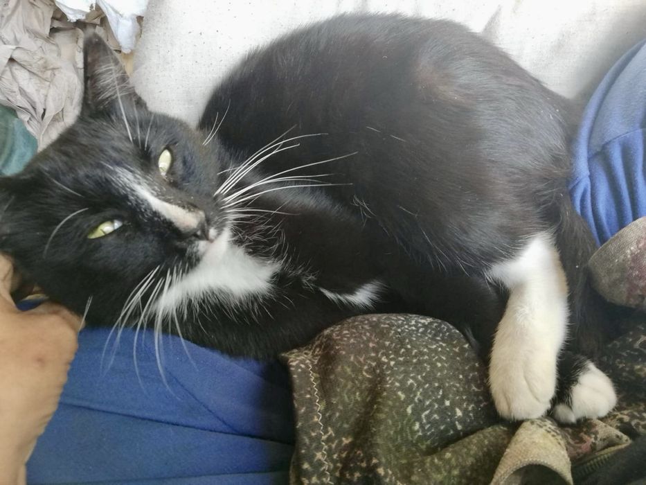 Gato para adoção responsável