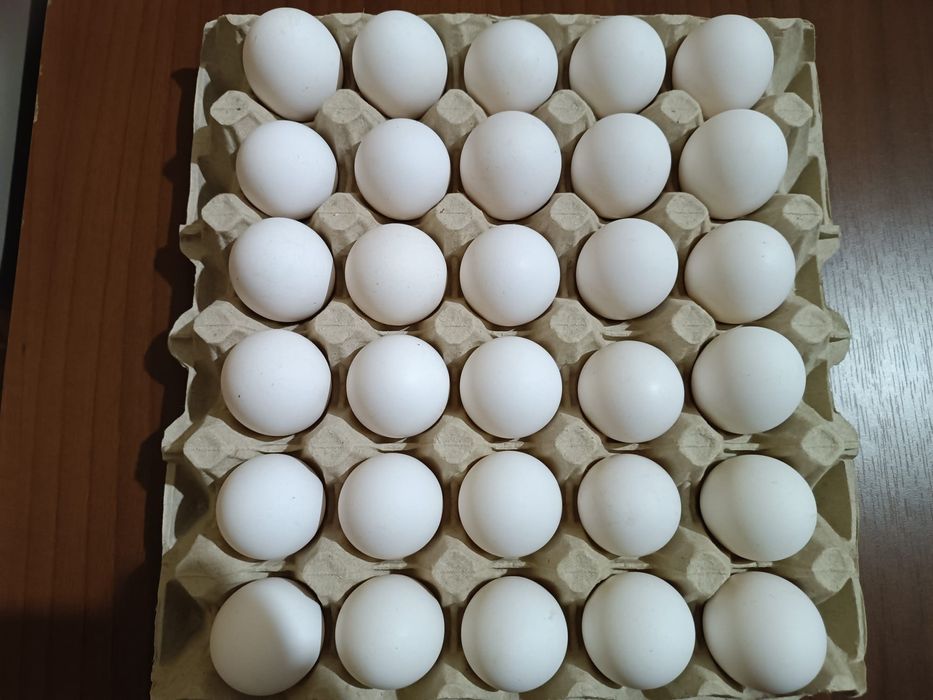 Sprzedam jajka kurze