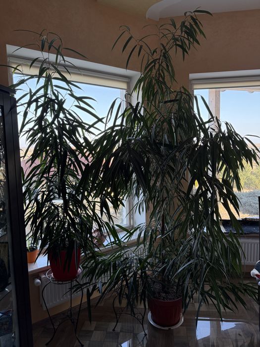 Фикус Биннендийка/Али