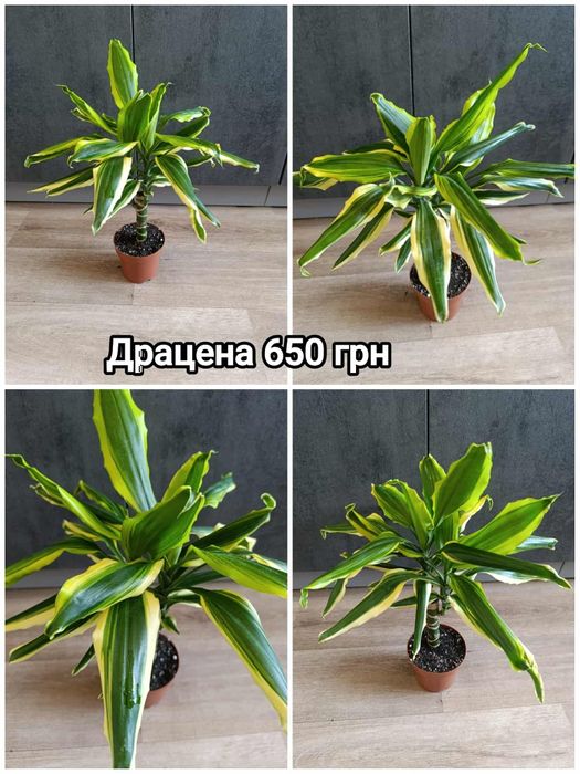 Драцена ,  кротон, філодендрон шангрі ла, сукулент, фіалка