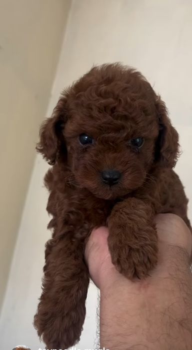 Насичений колір! Той пудель! Хлопчик