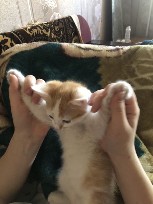 Отдам котят в хорошие руки