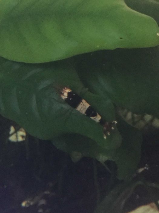Crystal Black Shrimp (Caridina Cantonensis, A-S GRADE)