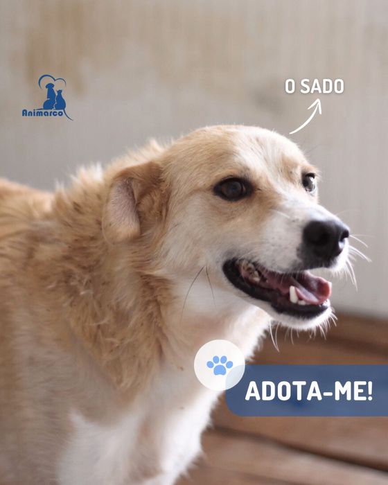 Sado cao jovem porte médio