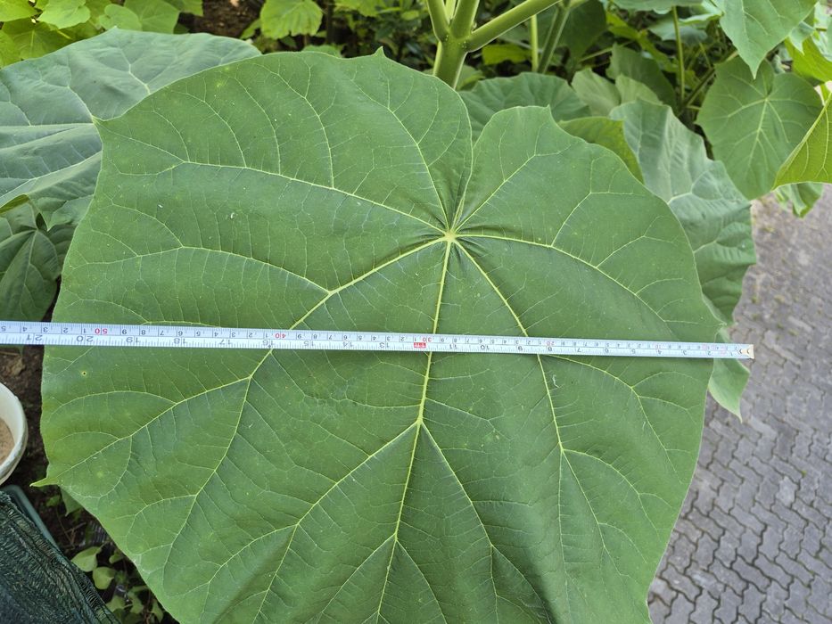 Paulownia elongata