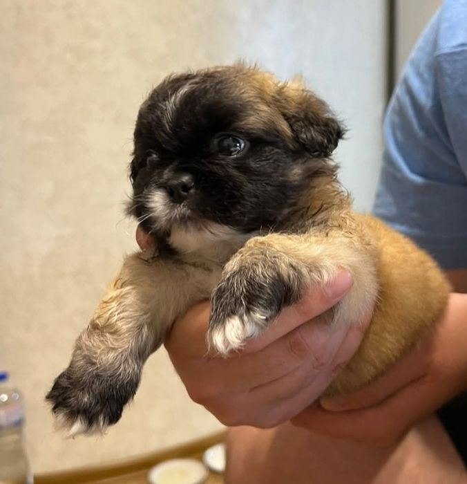 Продам Щенки Пекинес