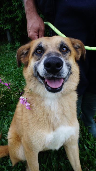 Kiko cao para adoção responsavel