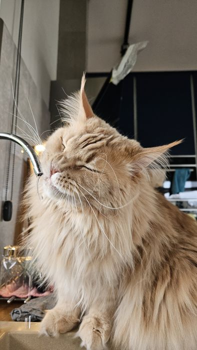 Kotka Maine Coon