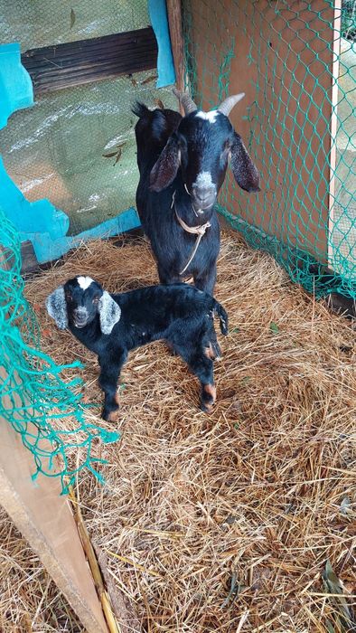 vendo cabra Anglonubiana pura com o filho com 1mes e meio ,alguma duvi